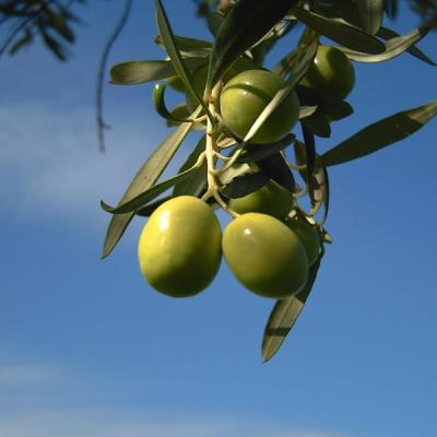 Azienda Agricola Mule Caltabellotta 12