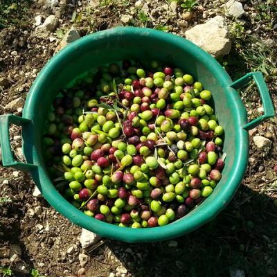 Azienda Agricola Mule Caltabellotta 13