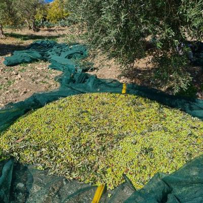 Azienda Agricola Mule Caltabellotta 14