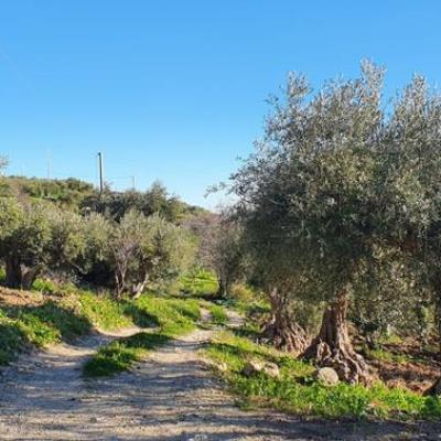 Azienda Agricola Mule Caltabellotta 15