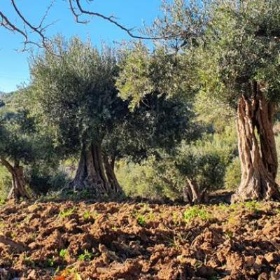 Azienda Agricola Mule Caltabellotta 17
