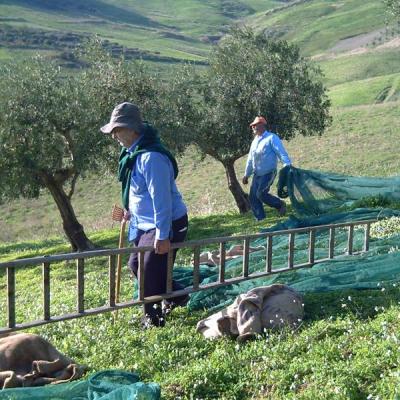 Azienda Agricola Mule Caltabellotta 203